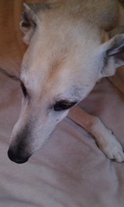 Goldie's little head Goldie's little head