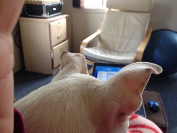 A computer is barely visible over the head of a white dog sitting in my lap.