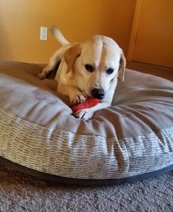 A tan mixed-breed dog faces the camera while lying down and chewing a red toy. He is wagging his tail.