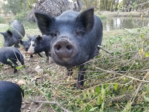 20181104_070244_resized