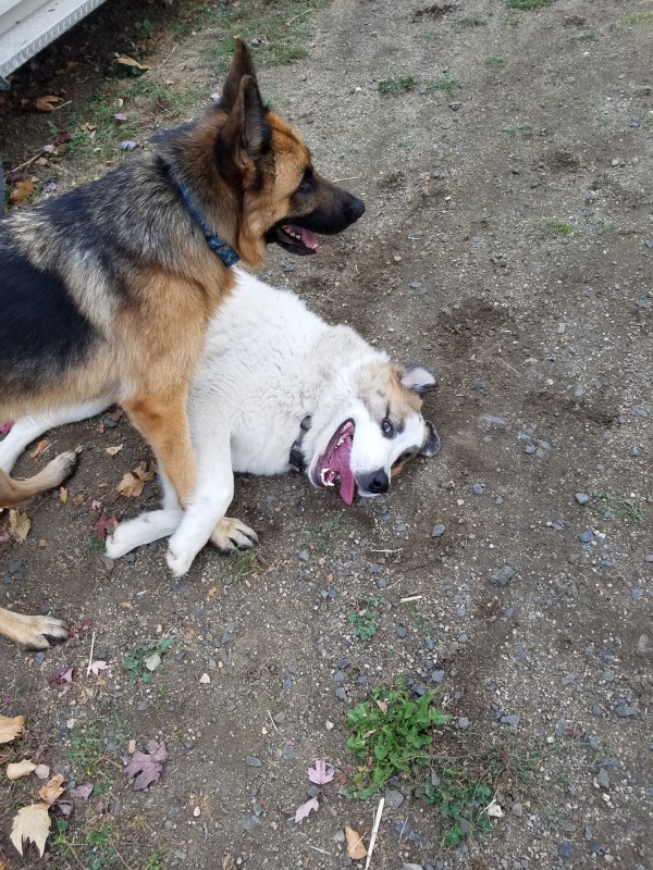 20181104_153525_resized