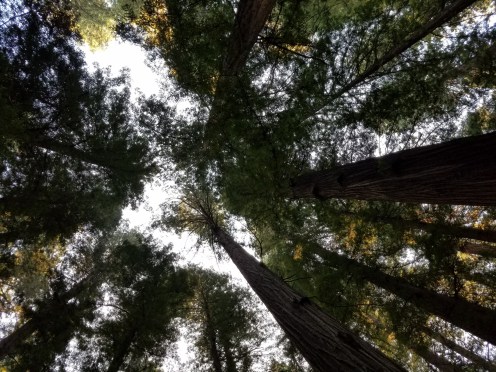 20181117_084943_resized