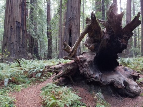 20181117_085018_resized