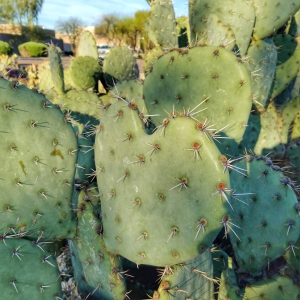 20190329_073134-01_resized