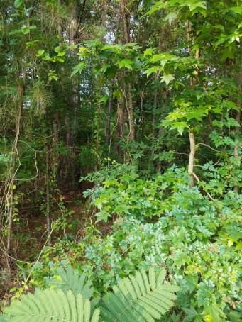 20190529_075150_resized