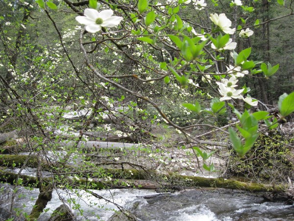 4619197831_7aef2e7f46_c