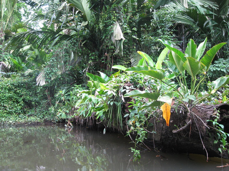 A diversity of plants grow on a fallen log in a Costa Rican rainforest. 